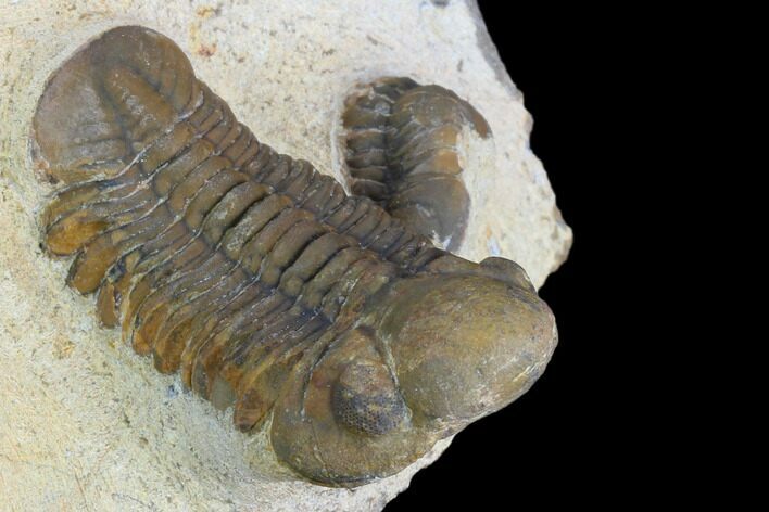 Reedops Trilobite - Foum Zguid, Morocco #125278